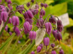2013-08-18_Regina-F-Rau_Schachen_Blumen  (013).JPG